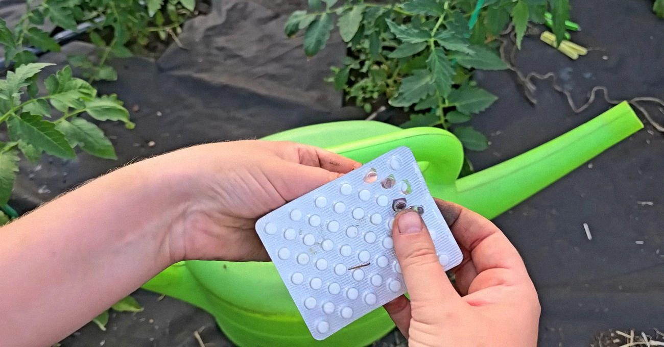 Городники пояснили, навіщо обробляти помідори аспірином