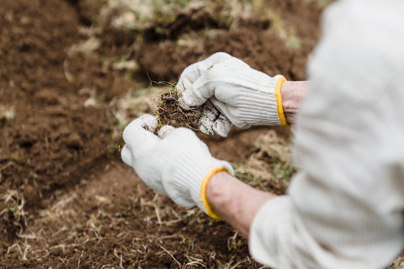 Озеленювачі розповіли, як відновити газон після зими