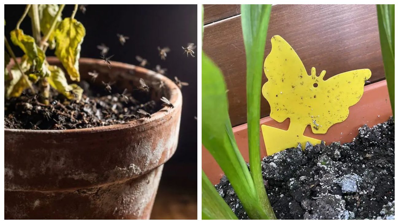 Квітникарі порадили, як позбутися від мошок у вазонах