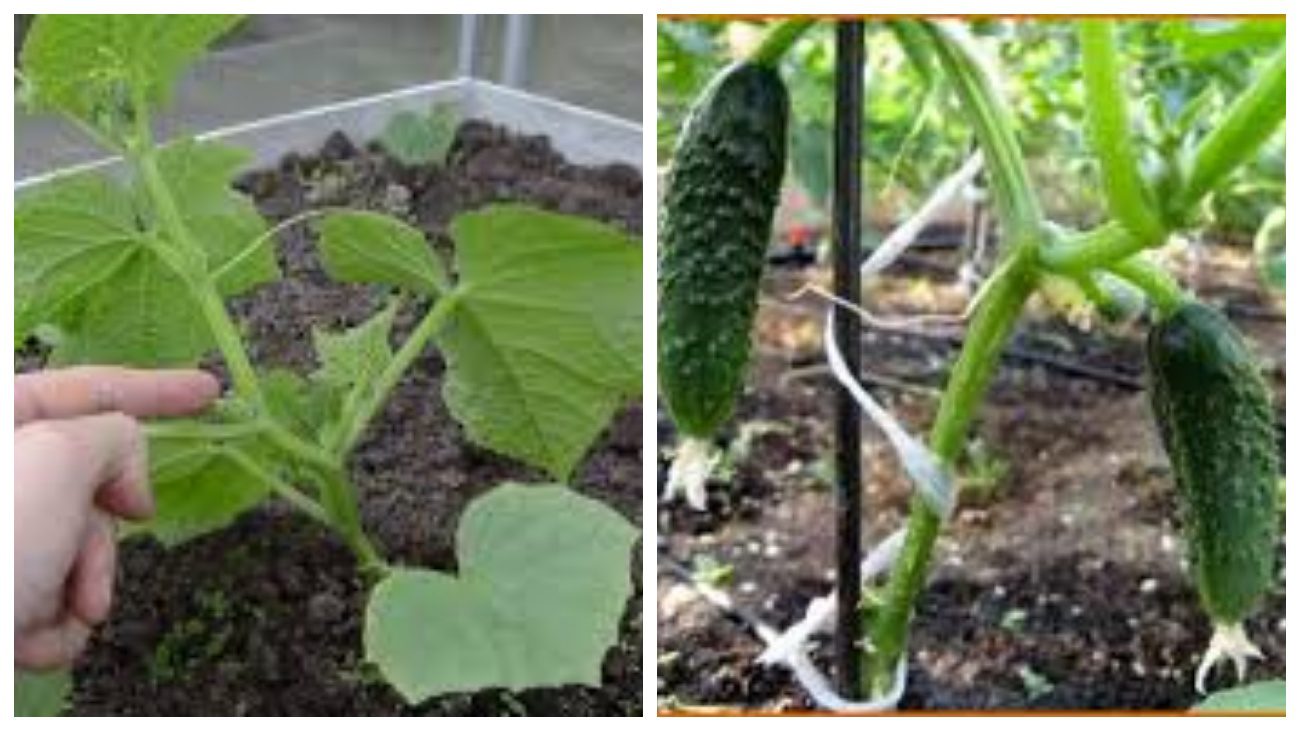 Городники поділились способом обрізки огірків