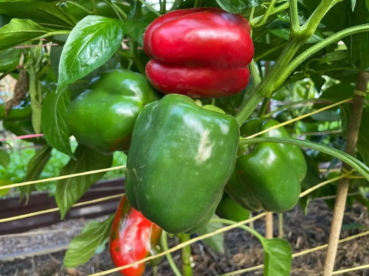 Городники порадили, яке підживлення дати огіркам і солодкому перцю для покращення врожайності