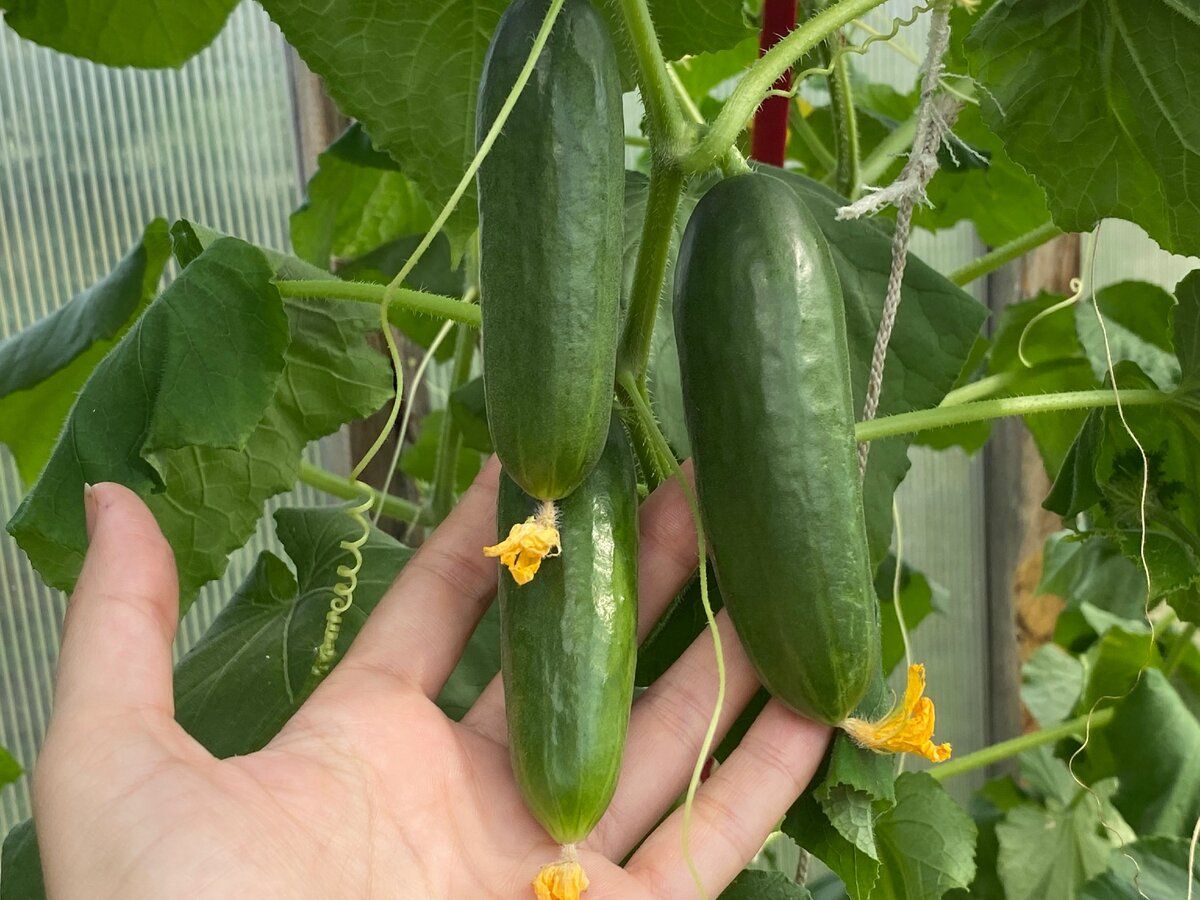 Городники порадили, яке підживлення дати огіркам і солодкому перцю для покращення врожайності