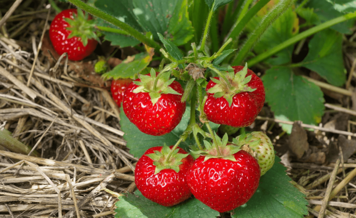 Садівники розповіли про важливе підживлення полуниці навесні