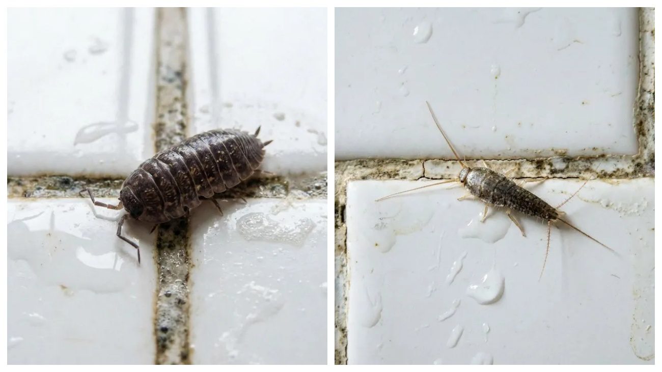 Експерти розповіли, як позбутися від шкідників у ванній кімнаті