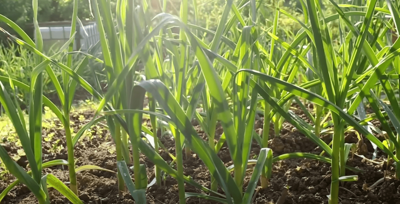 Городники розповіли, чим найкраще підгодувати озимий часник у березні Городники розповіли, чим найкраще підгодувати озимий часник у березні