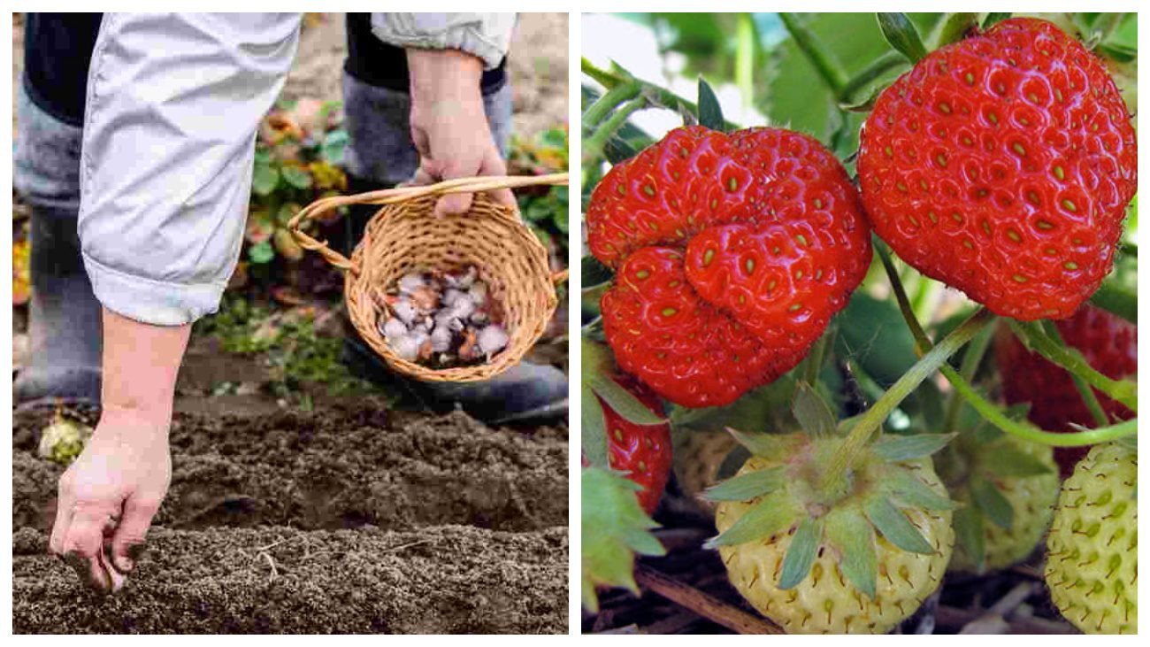 Городники назвали рослини-союзники, які варто висаджувати поряд