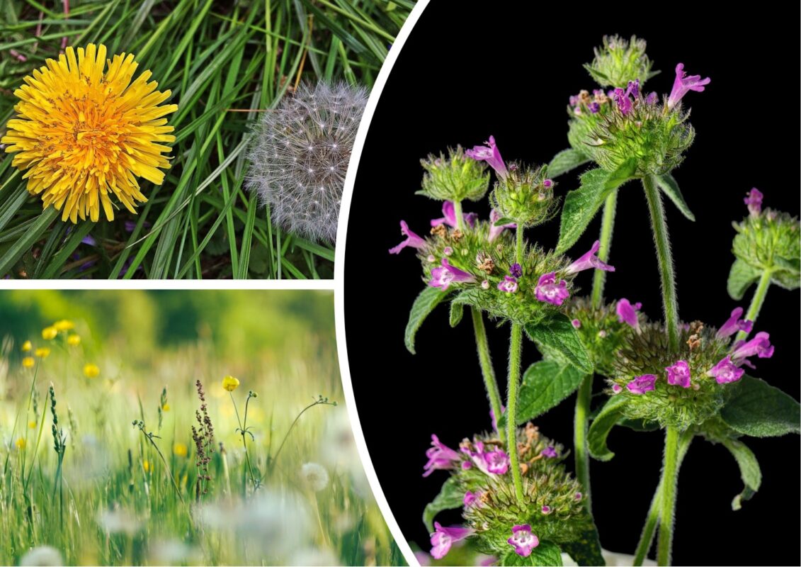 Експерти розповіли, як прибрати бурʼяни на доріжках, не використовуючи хімію