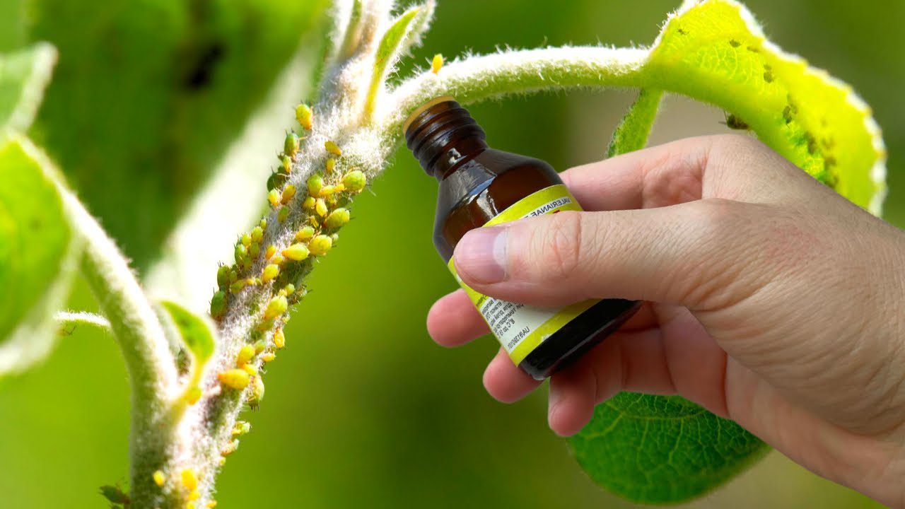 Садівники розповіли, як захистити яблуню та інші плодові дерева від попелиці