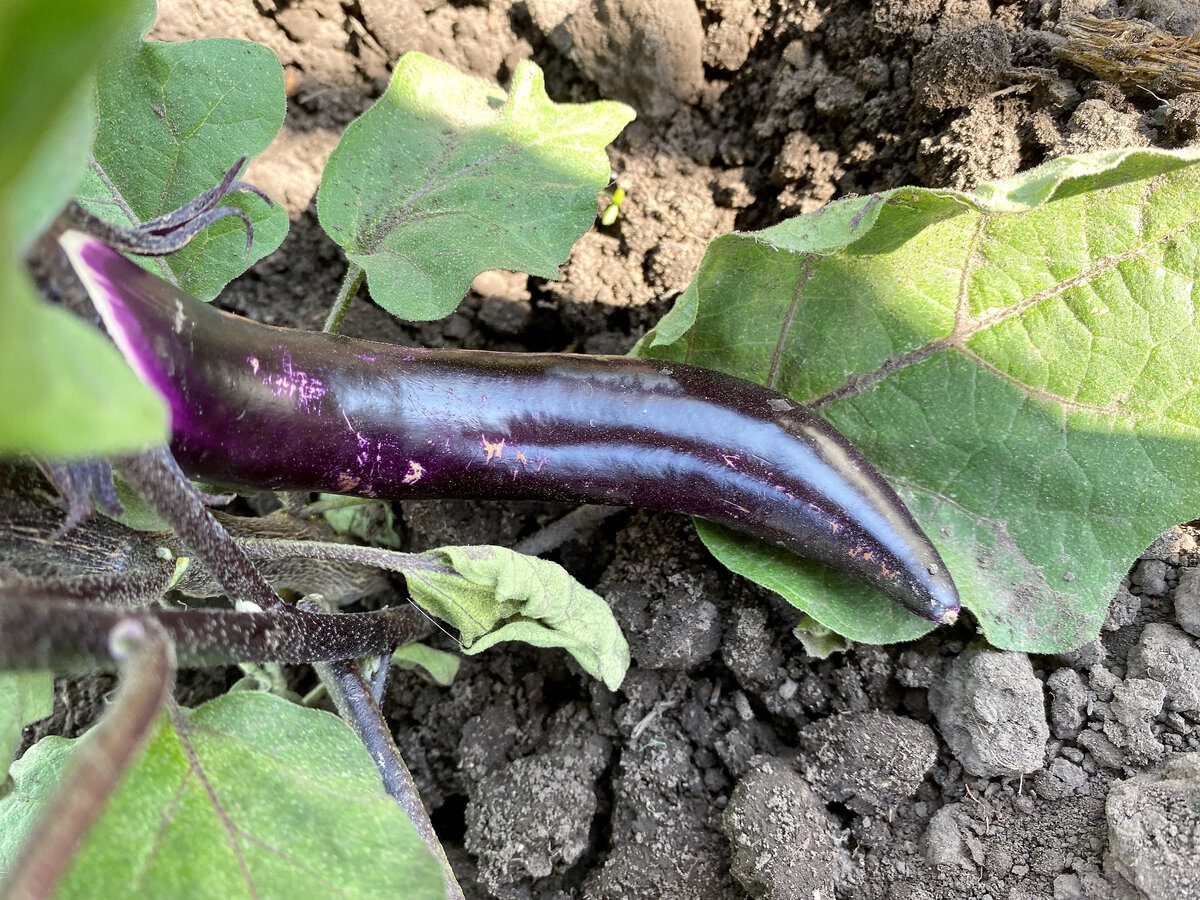 Городники розповіли, яке добриво покласти під корінь баклажанів, аби покращити врожайність