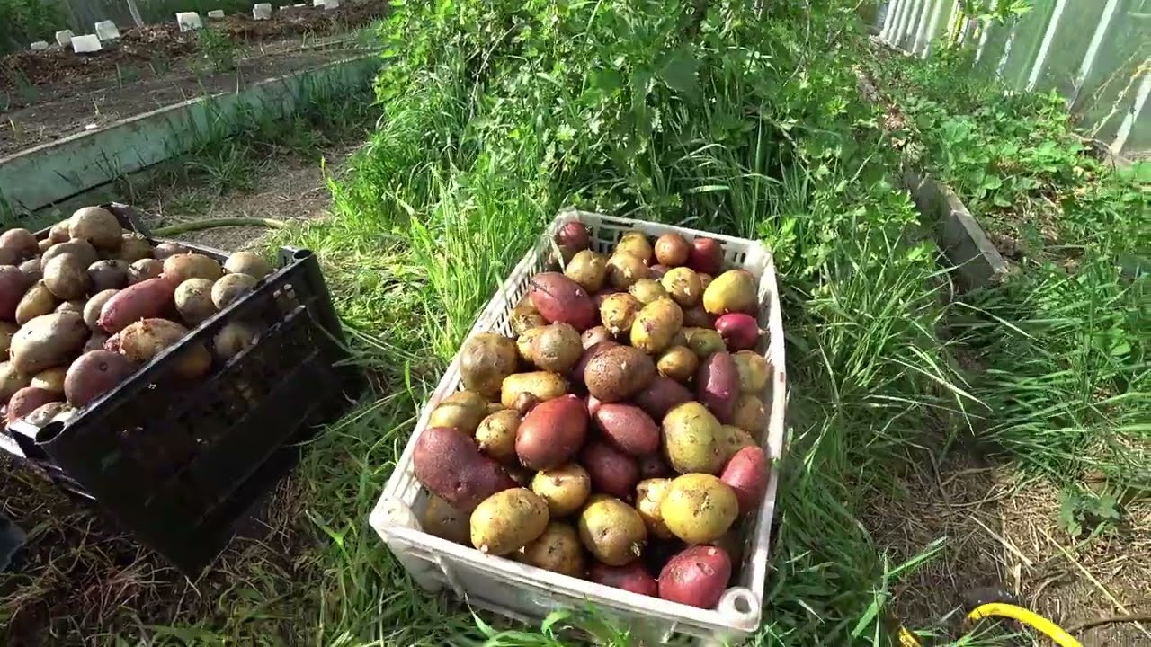 Експерти розповіли, чим обробити картоплю перед посадкою