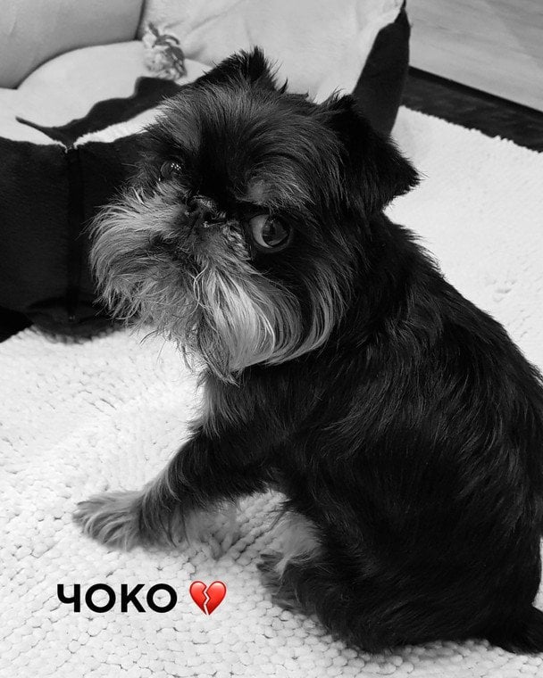 Собака Чоко Ектора Хіменеса-Браво / © instagram.com/hectorjimenezbravo