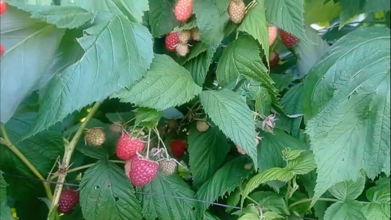 Садівники розповіли, чим підживити малину навесні без витрат