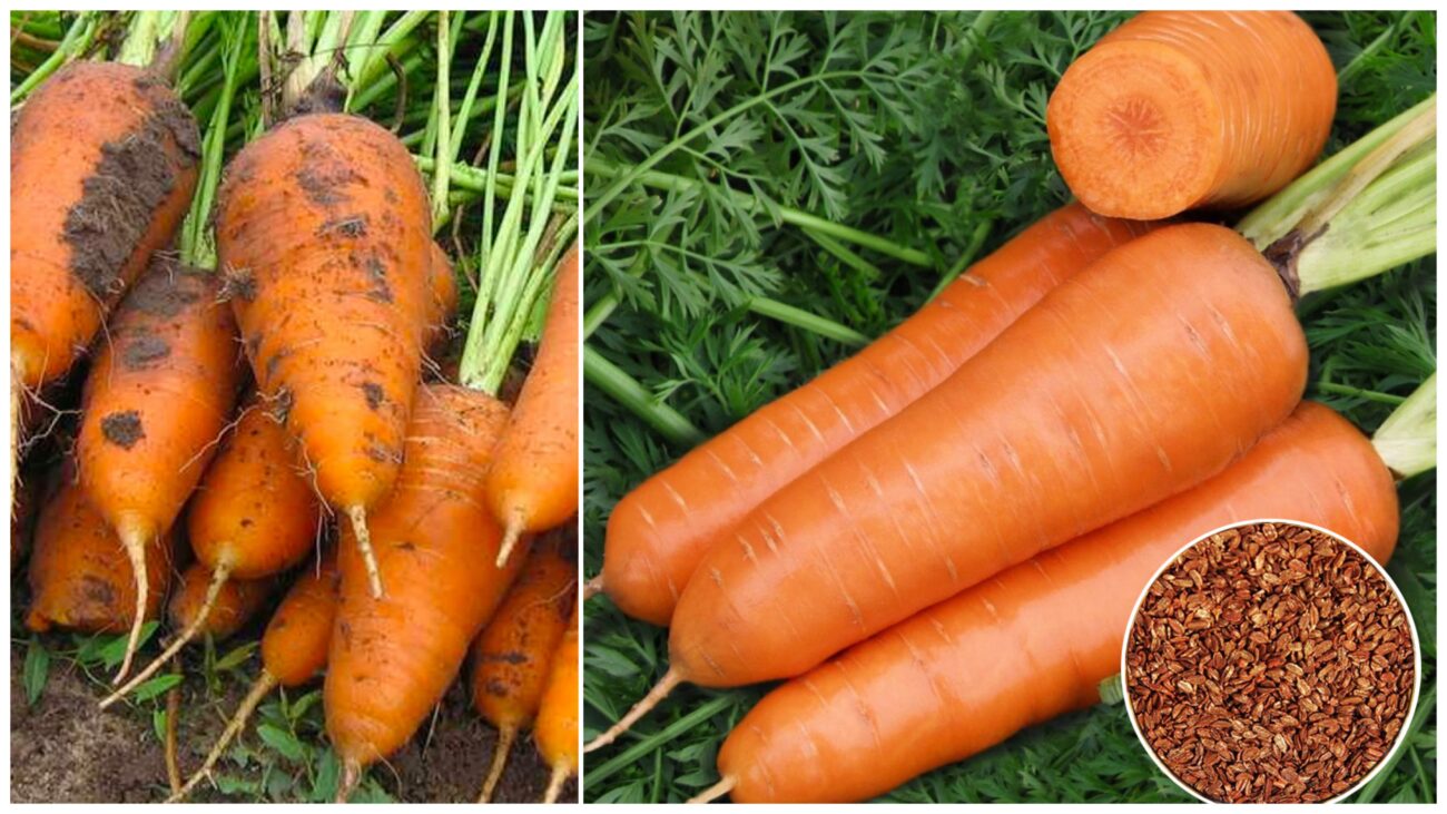 Городники назвали сорти моркви, що дають солодкий урожай 