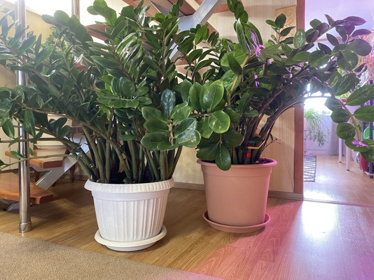 Садівники розповіли, яке добриво дати квітам у горщиках для пишного та тривалого цвітіння