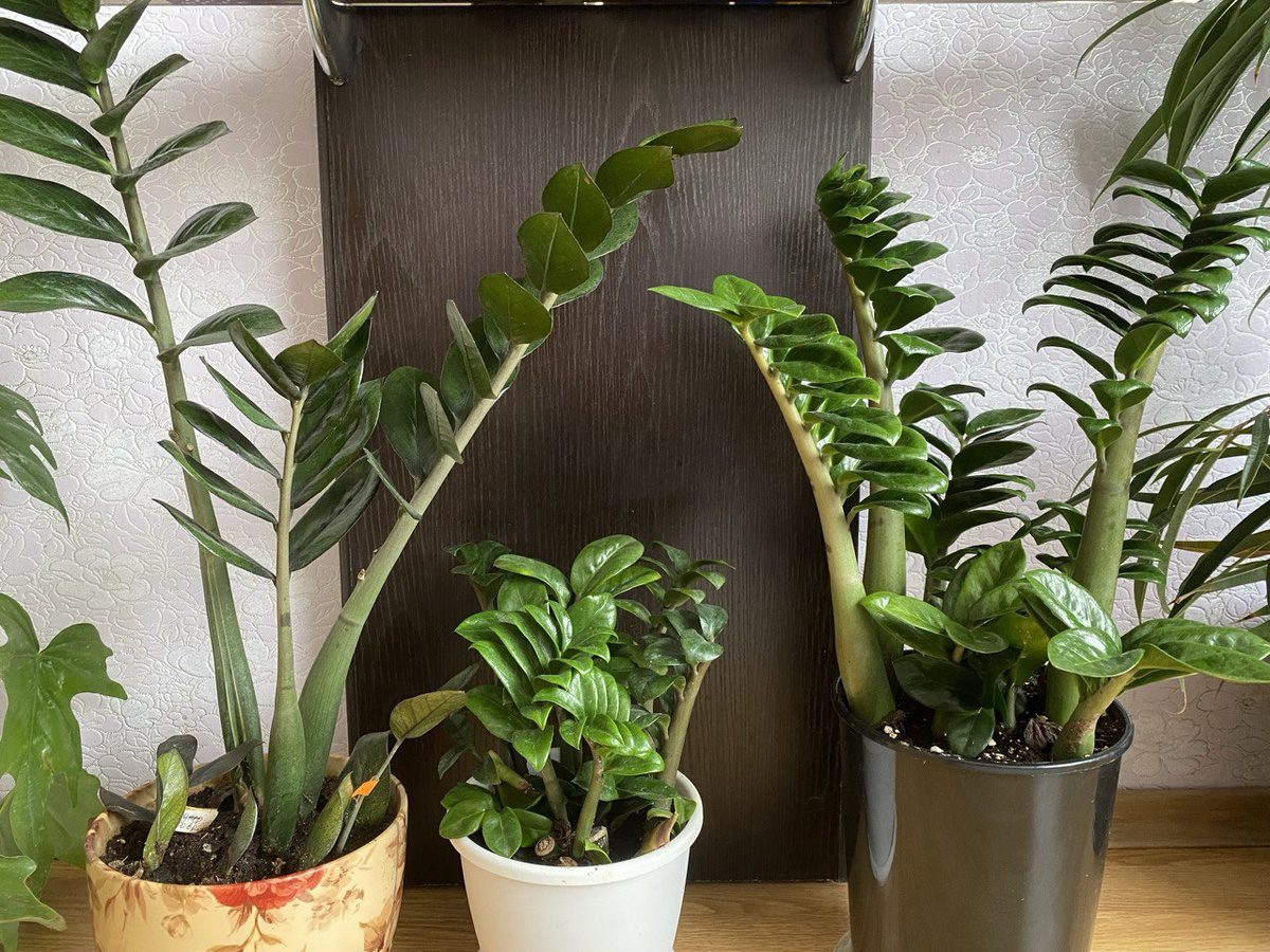 Садівники розповіли, яке добриво дати квітам у горщиках для пишного та тривалого цвітіння