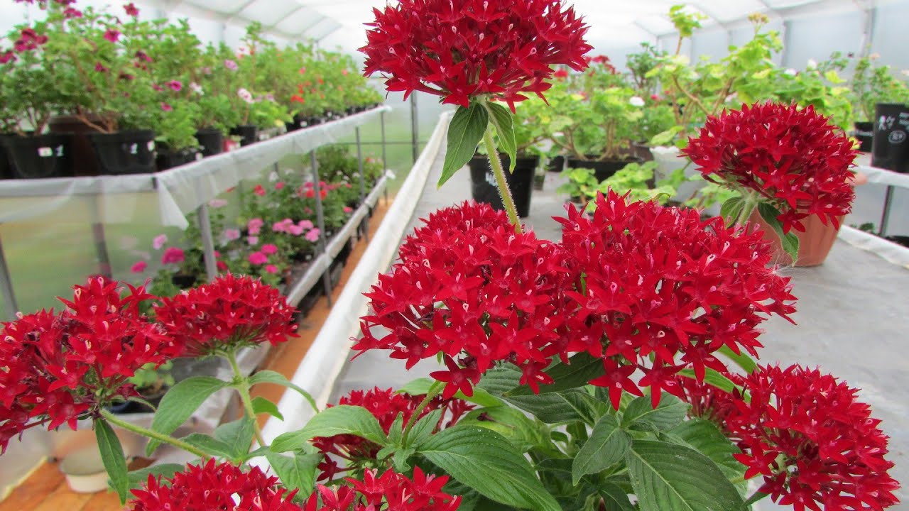 Садівники розповіли, яка рослина може із легкістю замінити гортензії в саду