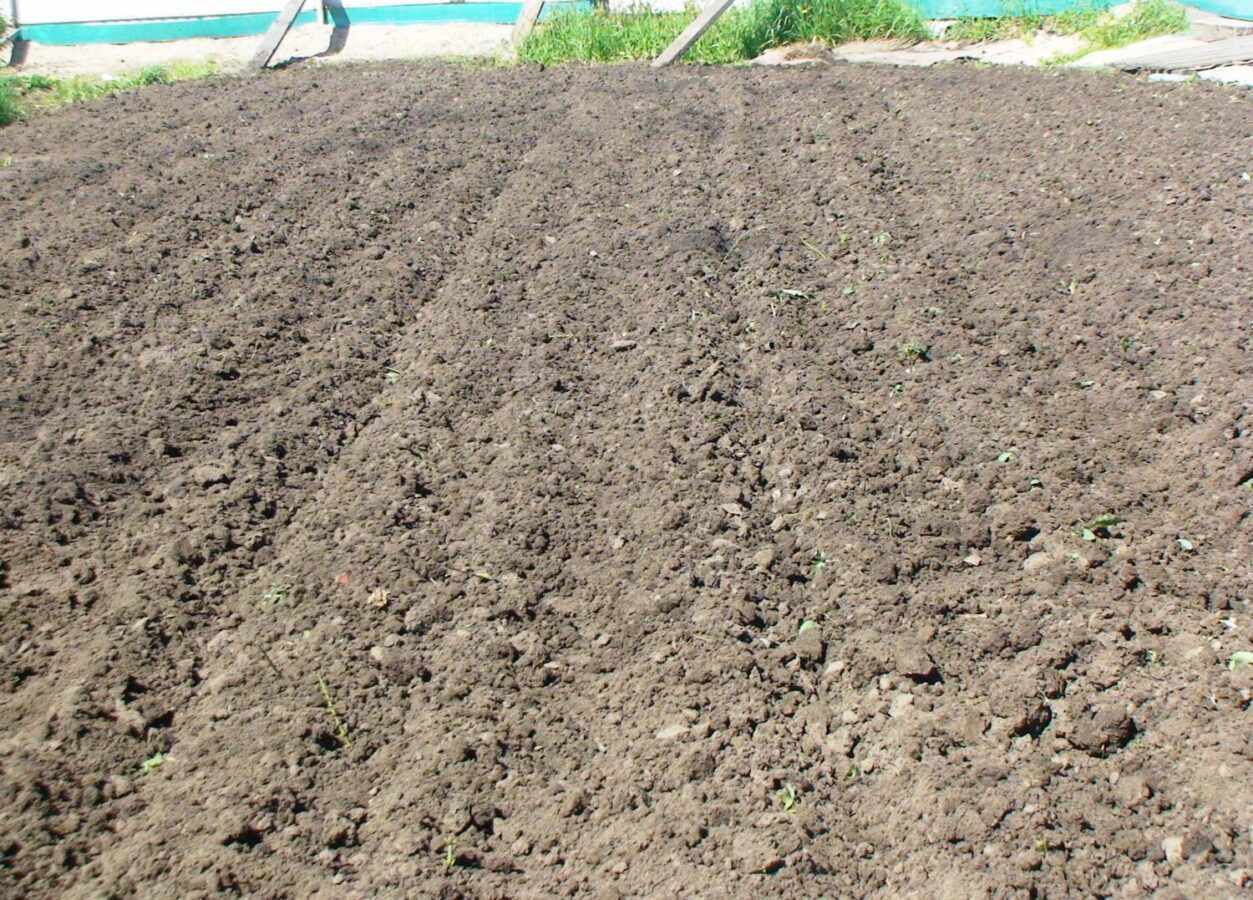 Городники розповіли, чи потрібно знезаражувати ґрунт навесні