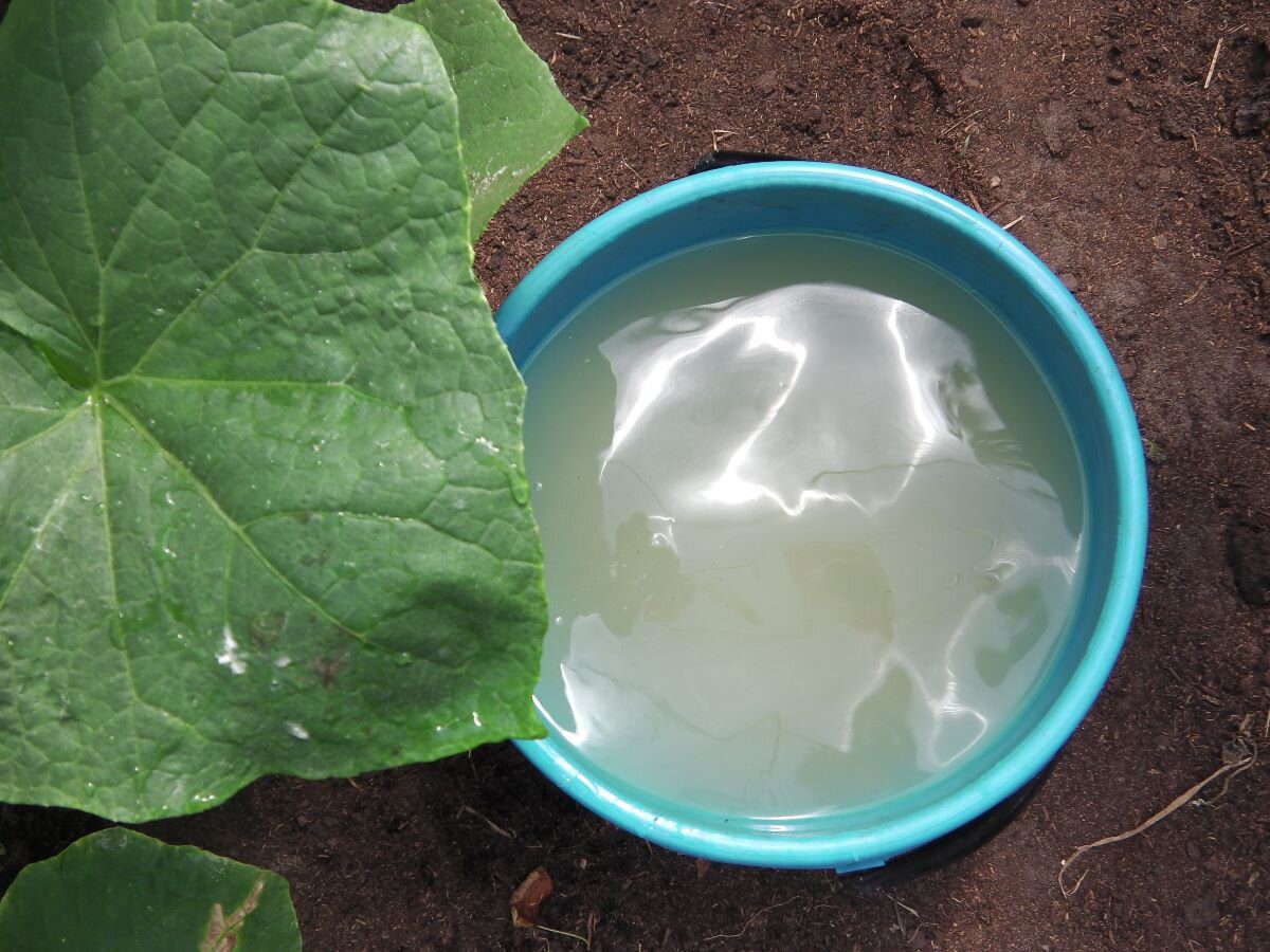 Городники розповіли, чим підживити огірки, щоб кущі не скидали завʼязь Городники розповіли, чим підживити огірки, щоб кущі не скидали завʼязь