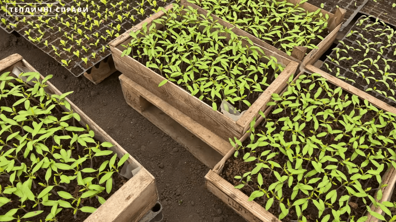 Експерти розповіли, як покращити ріст розсади в домашніх умовах за допомогою простого способу. Фото: YouTube ТЕПЛИЧНІ СПРАВИ