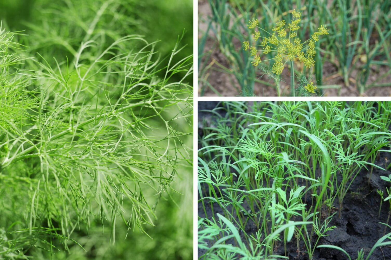 Городники розповіли, що слід внести в ґрунт після появи сходів кропу