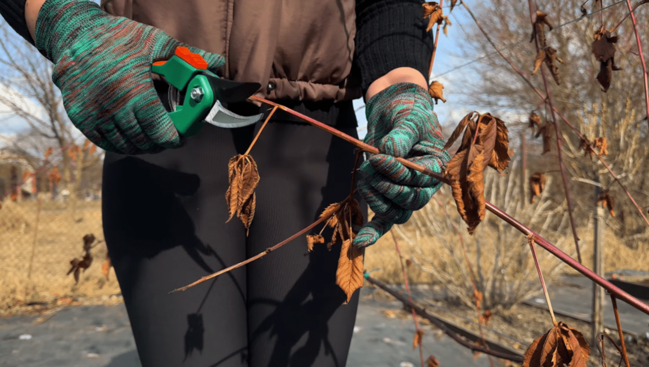 Садівники розповіли, що потрібно зробити з ожиною навесні Фото: YouTube Корисні Корисності