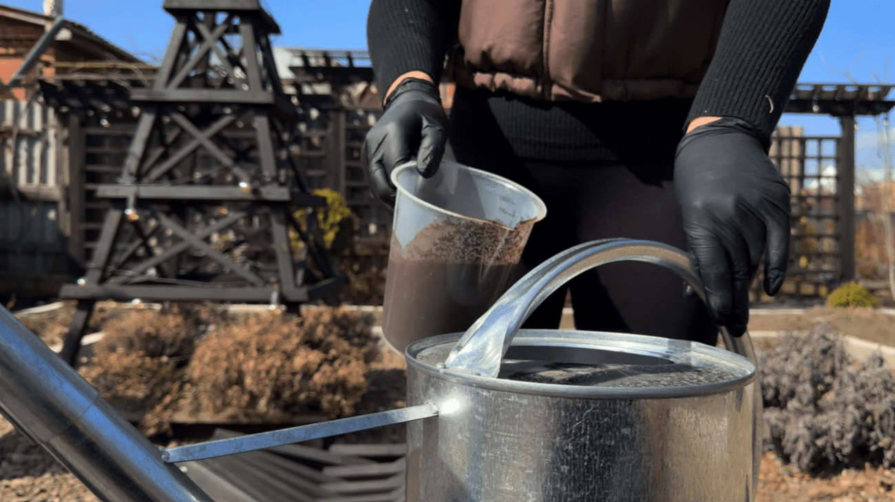 Садівники розповіли, що потрібно зробити з ожиною навесні Фото: YouTube Корисні Корисності