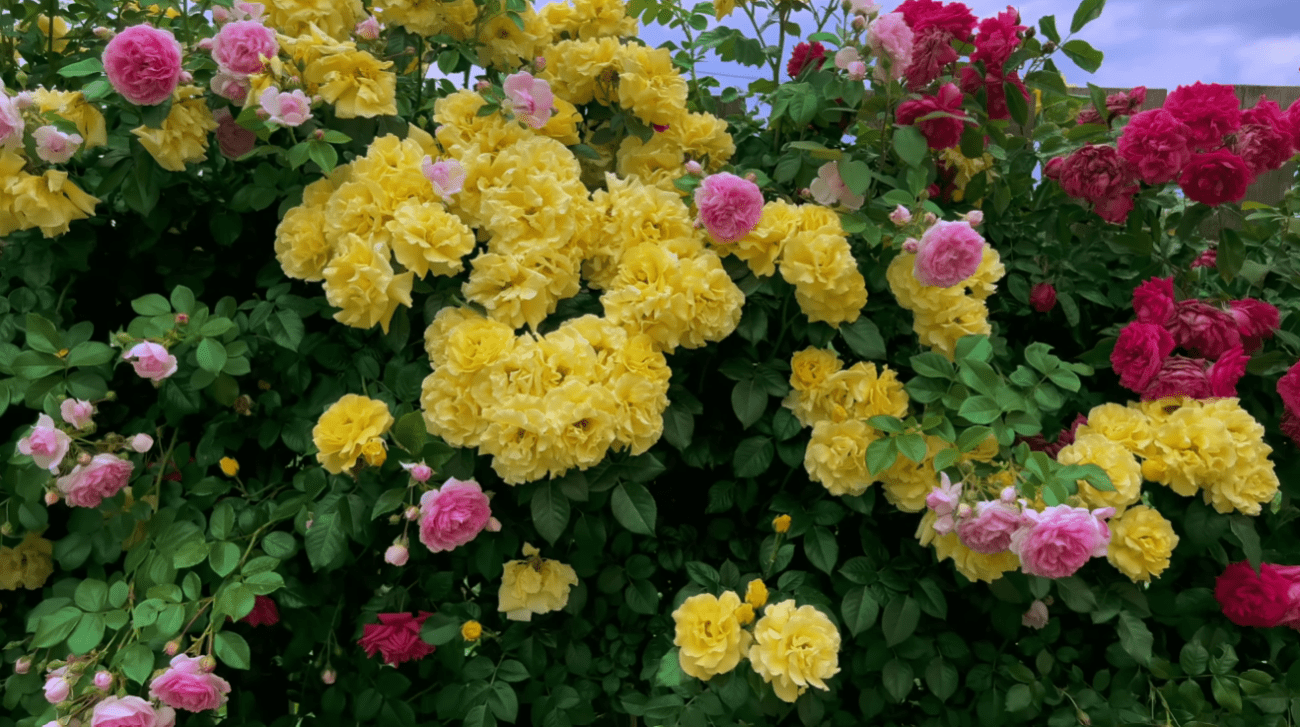 Садівники розповіли, що потрібно зробити з трояндами прямо зараз, навесні Фото: YouTube Юлія сад України