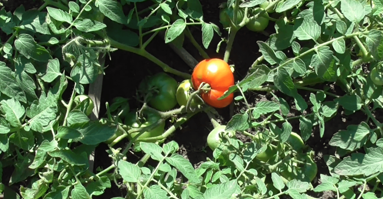Садівники назвали найвибагливіші та найврожайніші сорти томатів