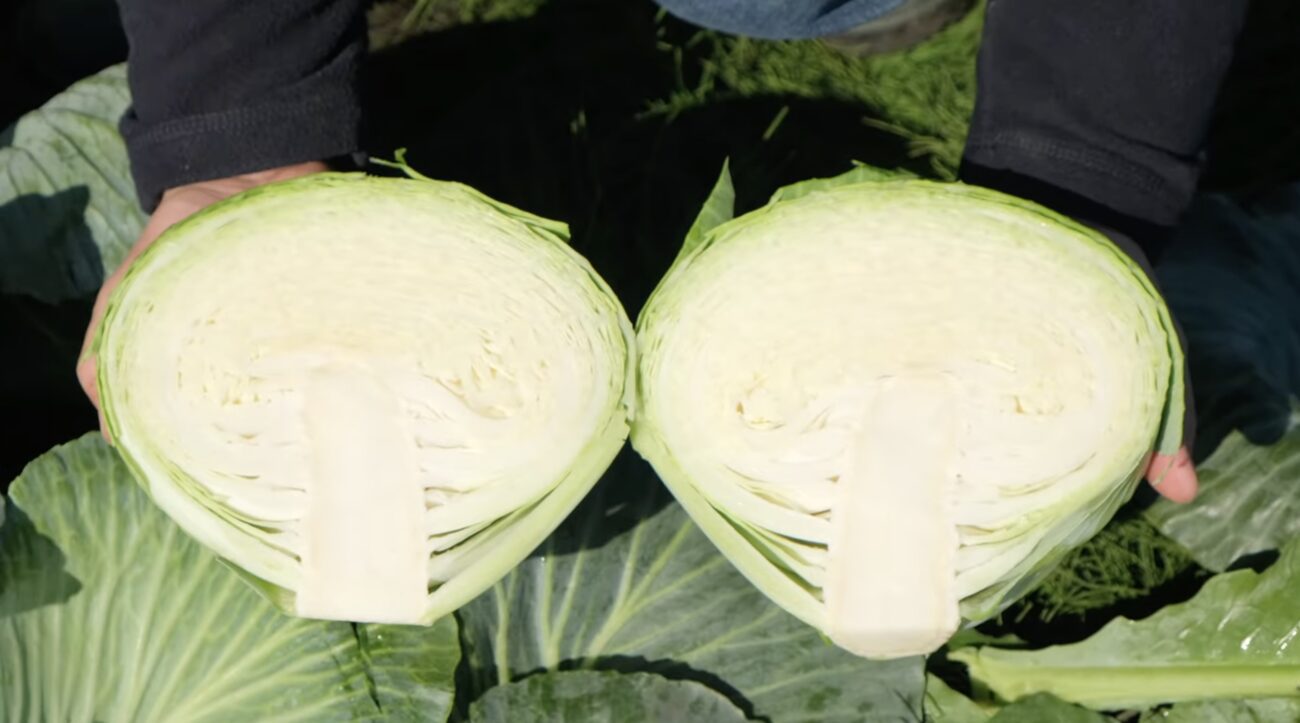 Найкращий сорт капусти – великі качани й відмінна лежкість. Фото: YouTube Сингента Україна