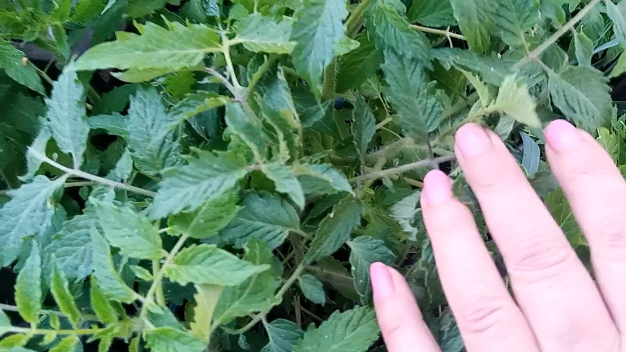 Садівники розповіли, що найкраще класти в лунку під час посадки томатів. Фото: YouTube Наташине господарство