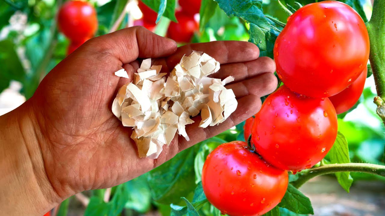 Експерти розповіли, як використовувати яєчну шкаралупу на грядці, крім як для удобрення. Фото: YouTube Дом, Сад, Огород PROGRESS WAY