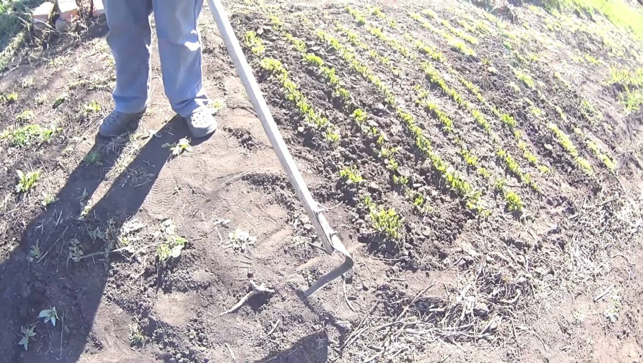 Городники розповіли про плюси використання плоскоріза Фокіна на дачній ділянці. Фото: YouTube Життя з нуля