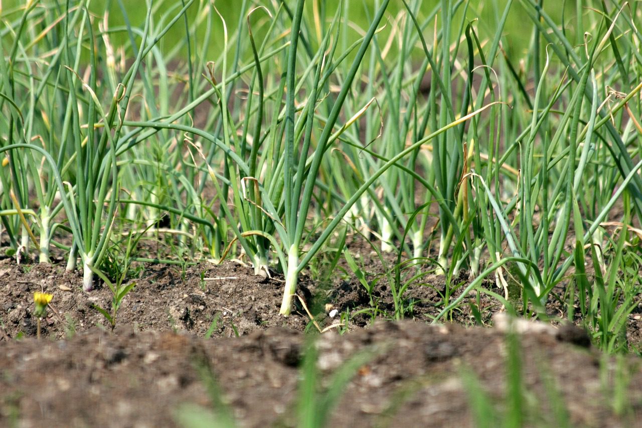 Експерти порадили, як використовувати стару газету на грядці для покращення врожайності. Фото: Pixabay