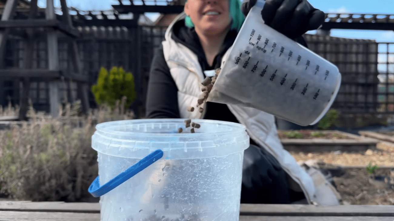 Городники розповіли, як і чим підживити полуницю навесні Фото: YouTube Корисні Корисності