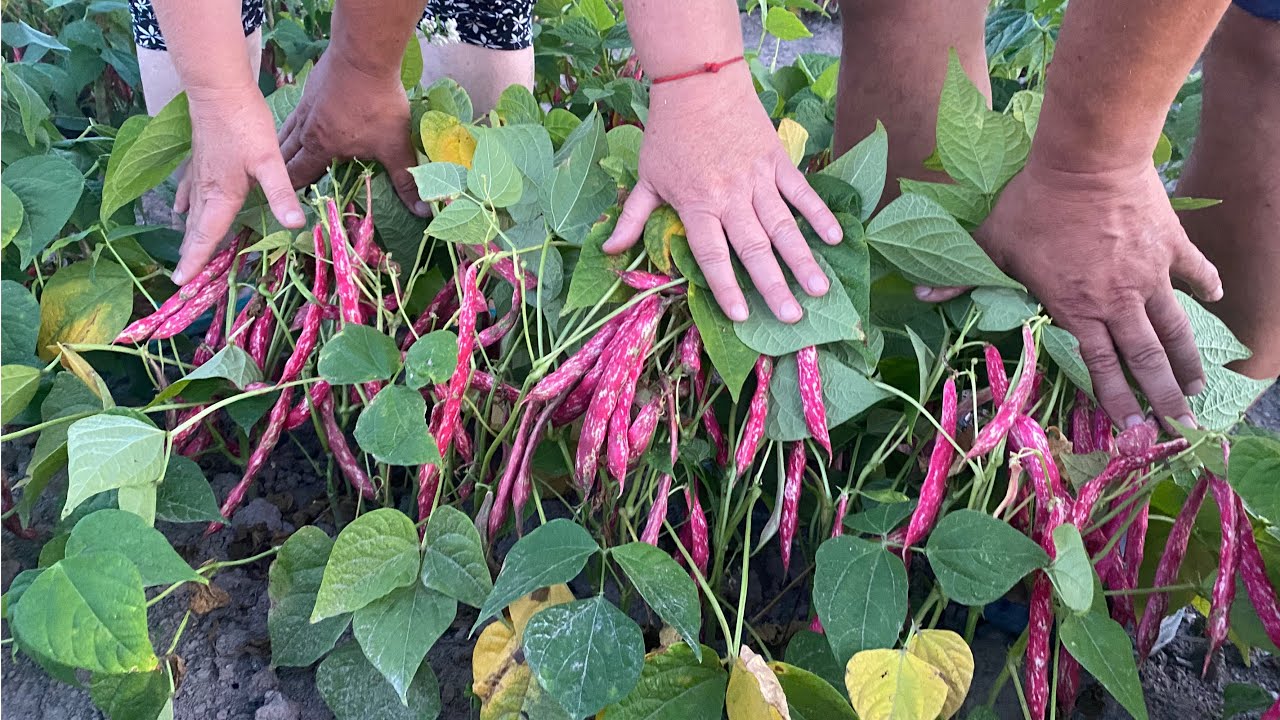 Агрономи назвали найкращі сорти квасолі для консервації. Фото: Youtube канал Agro Home