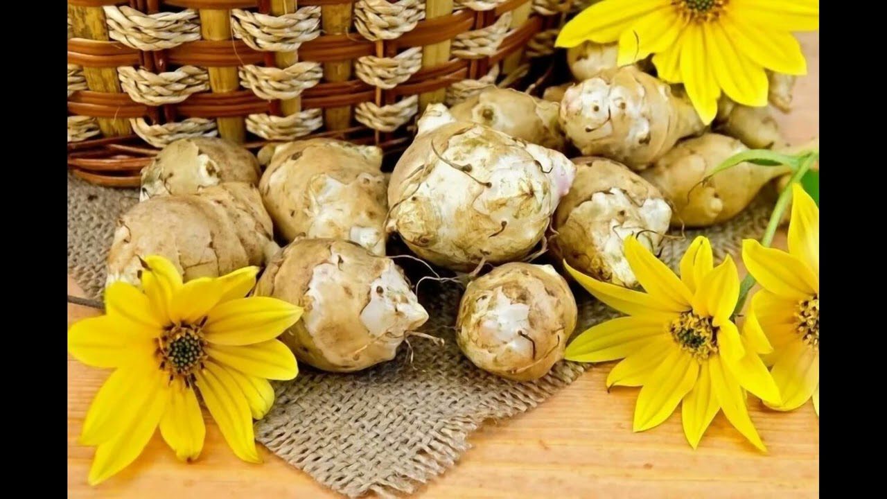 Експерти розповіли про переваги земляної груші. Фото: Youtube канал Майстерня садівника