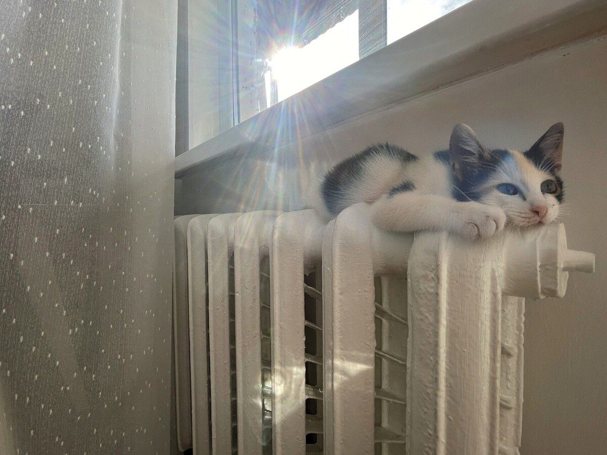 Господині розповіли, як зробити копійчаний засіб для ефективного миття вікон. Фото: скриншот з відео 