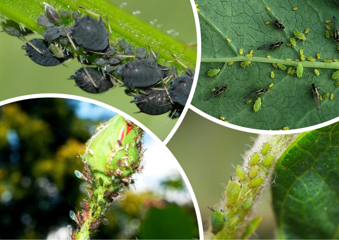 Як врятувати кущі троянд від попелиці