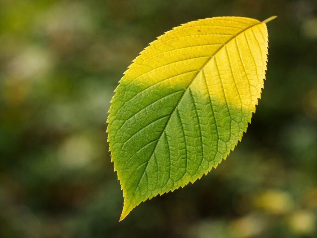 Садівники розповіли, про що каже колір листя на рослинах. Фото: Сенсація Садівники розповіли, про що каже колір листя на рослинах. Фото: Сенсація