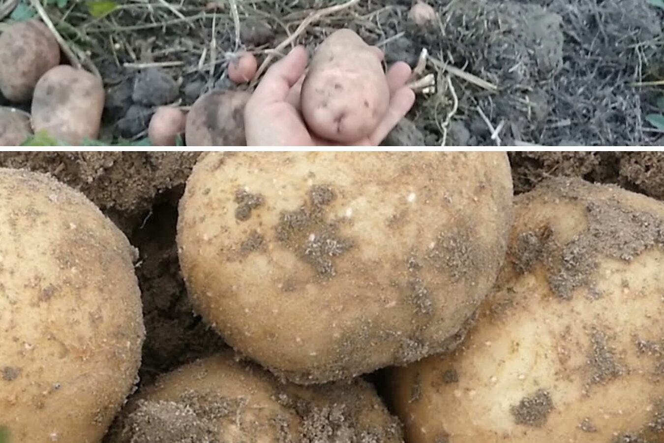 Кухарі назвали 2 елітних сорти картоплі для пюре та запіканок 