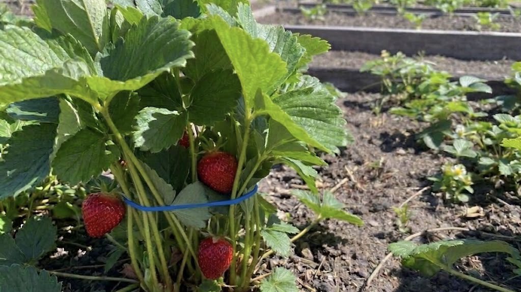 Городники розповіли, як збільшити врожай полуниці цікавим методом Городники розповіли, як збільшити врожай полуниці цікавим методом