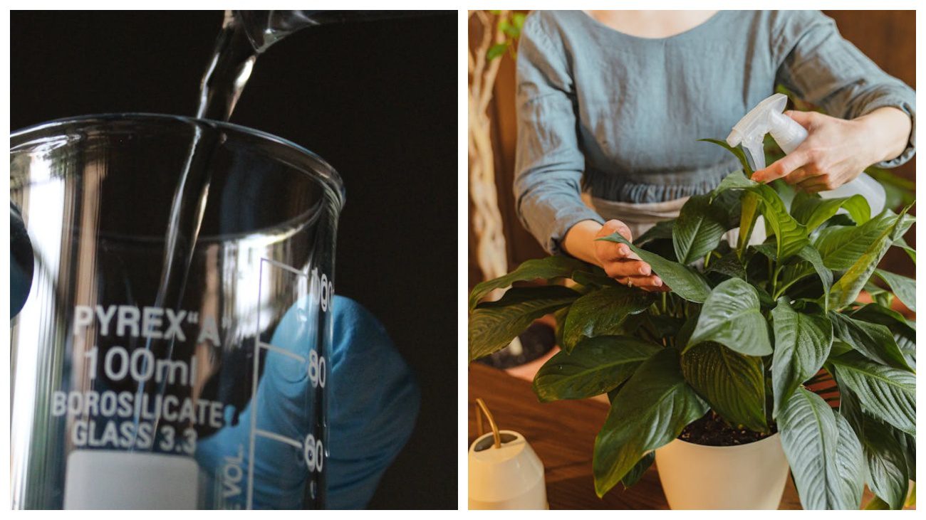 Городники розповіли про перекис водню для розв'язання проблем з рослинами