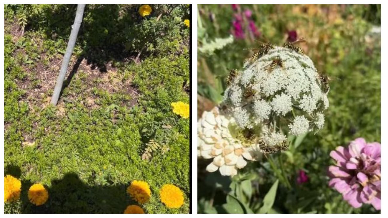 Городники розповіли, як залучити бджіл до запилення моркви. Фото: YouTube Diary of a Curious Gardener