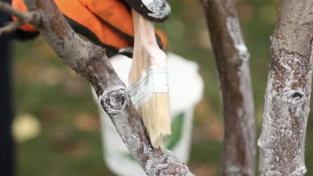 Садівники розповіли, чим краще білити дерева навесні. Фото: YouTube Олександр Андращук Садівники розповіли, чим краще білити дерева навесні. Фото: YouTube Олександр Андращук
