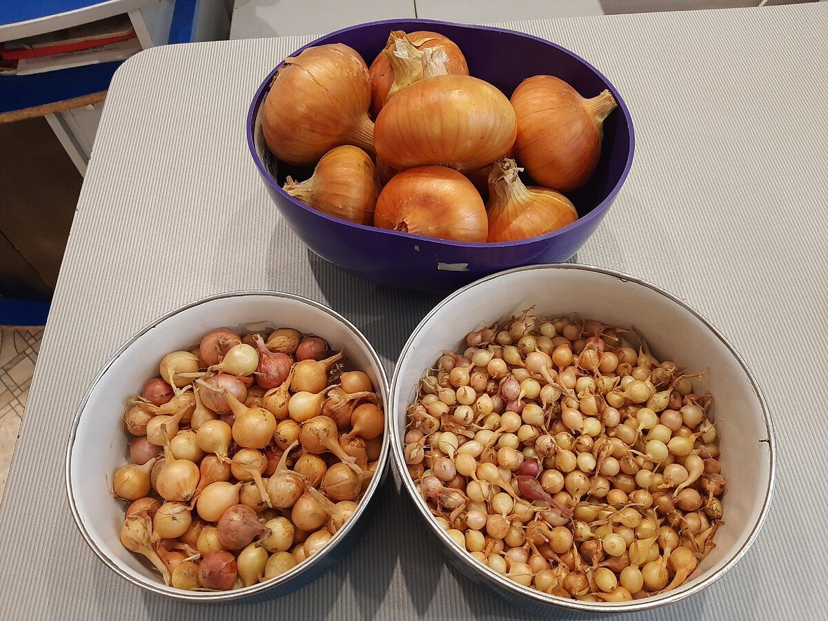 Городники розповіли особливості вирощування цибулі у цьому сезоні. Фото: скриншот з відео 