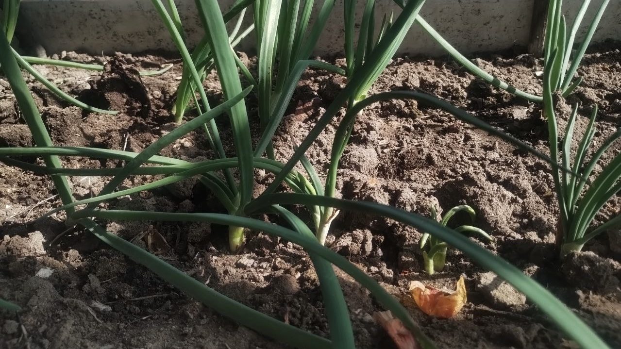 Городники розповіли, як швидко отримати врожай зеленої цибулі. Фото: Добрі новини Городники розповіли, як швидко отримати врожай зеленої цибулі. Фото: Добрі новини