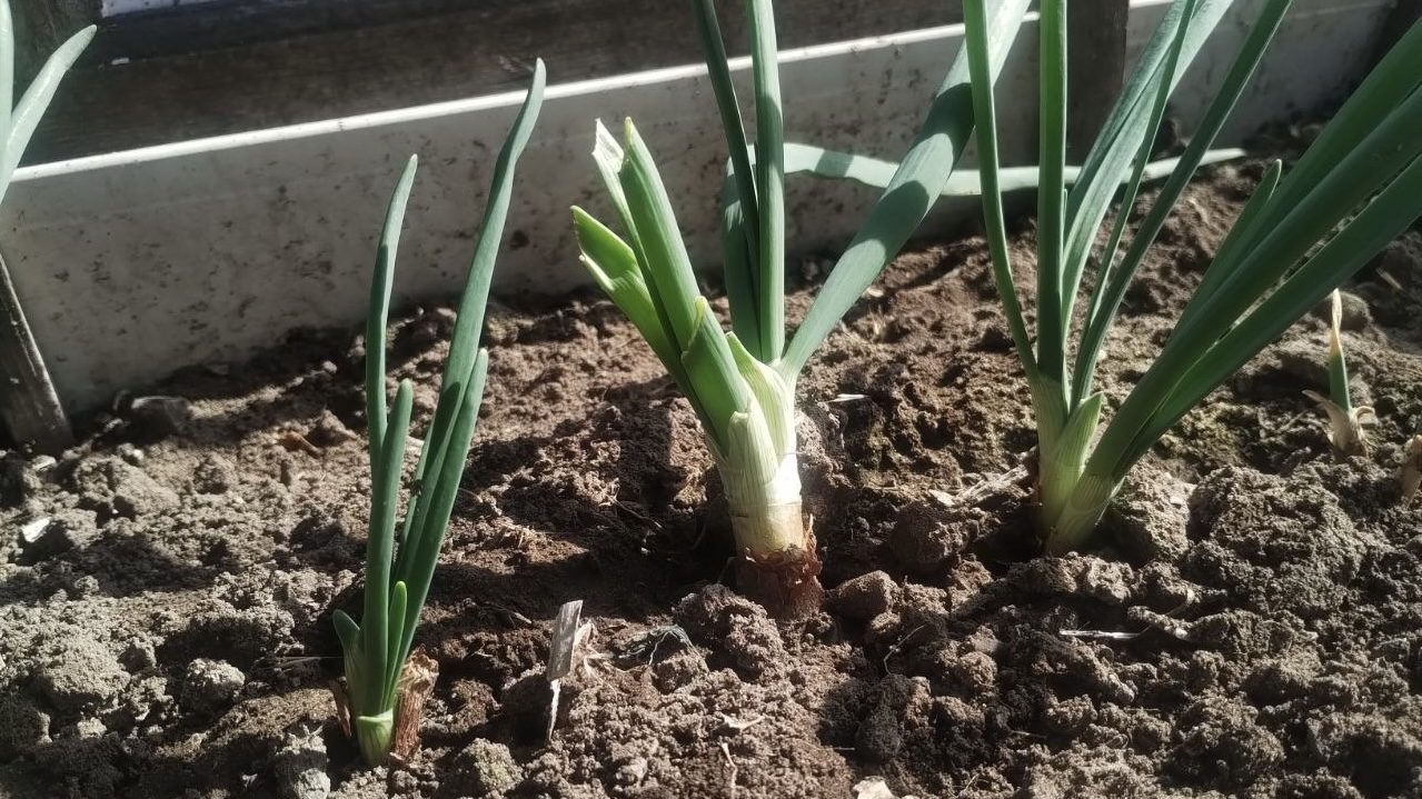 Городники розповіли, як швидко отримати врожай зеленої цибулі. Фото: Добрі новини Городники розповіли, як швидко отримати врожай зеленої цибулі. Фото: Добрі новини