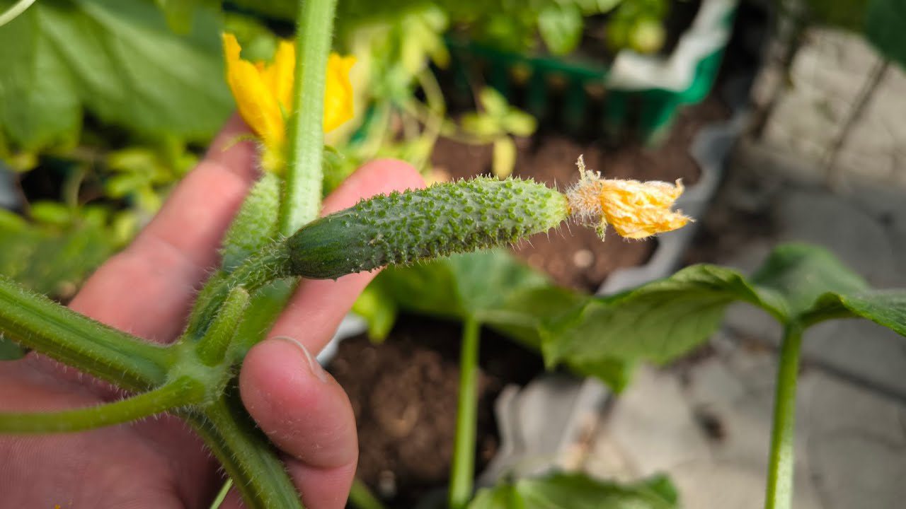 Дачники розповіли, коли у 2026 році час сіяти огірки у відкритий ґрунт. Фото: скриншот з відео 