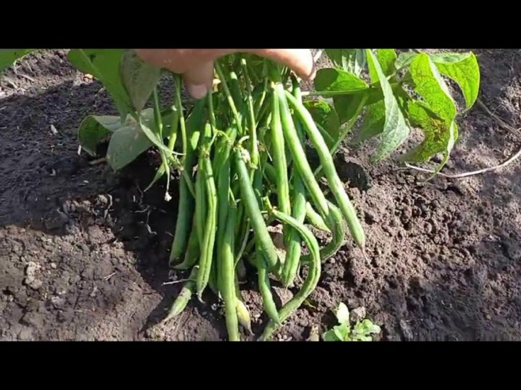 Урожайні сорти стручкової квасолі. Фото: Youtube канал Молодий фермер з Тернопільщини
