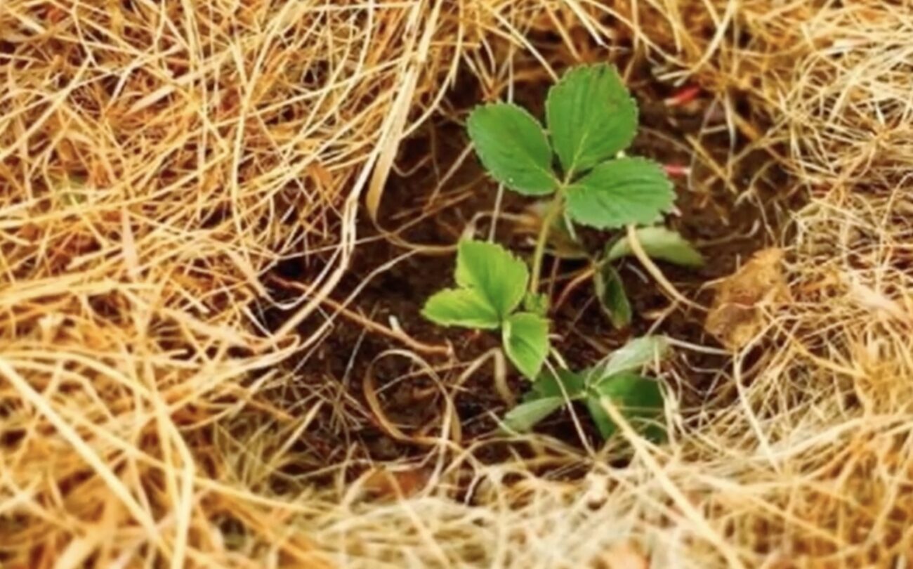 Городники розповіли, що зробити з полуницею у квітні для щедрого врожаю. Фото: скриншот з відео